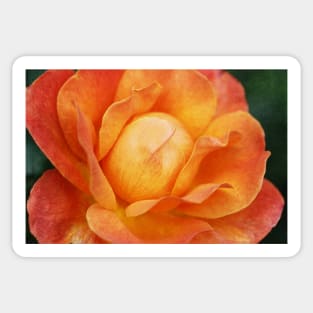 Textured Orange Rose Sticker